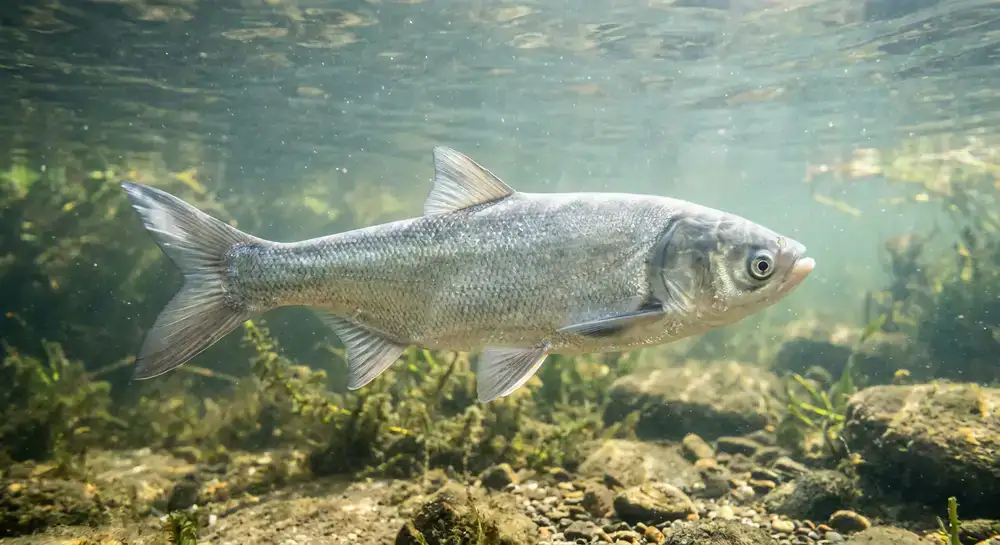Healthy Silver Carp swimming