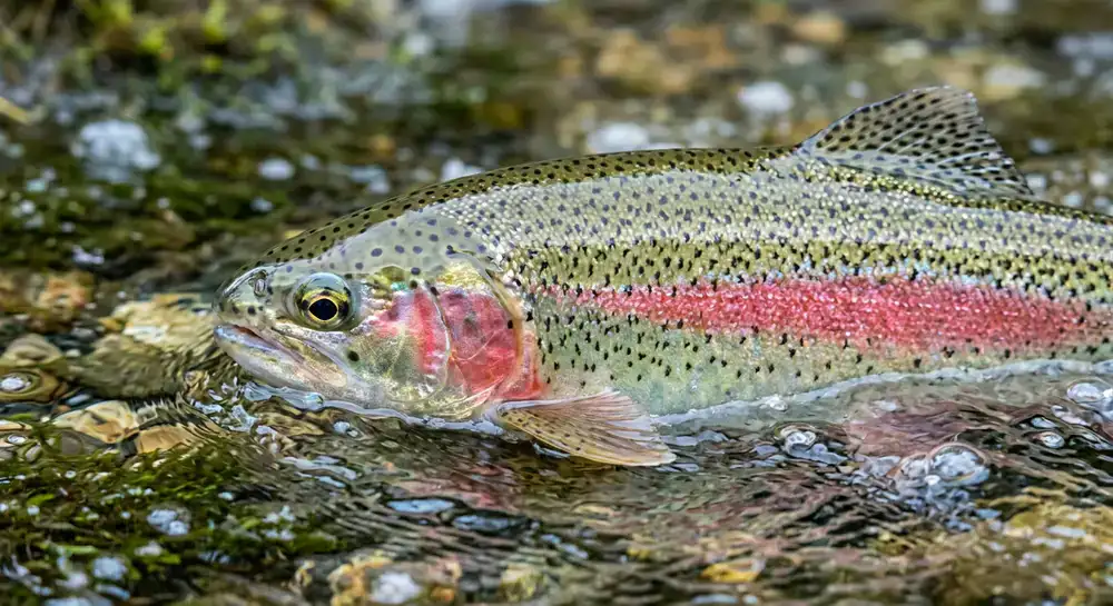 Vibrant Rainbow Trout close up